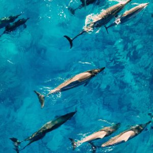 Mini delfinles