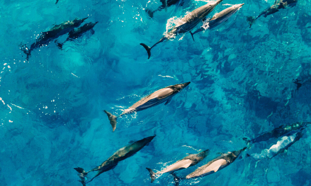 Mini delfinles