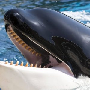 Loro Parque-Tenerife
