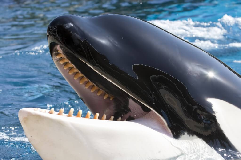 Loro Parque-Tenerife