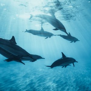 Delfinles és Lobos szigete