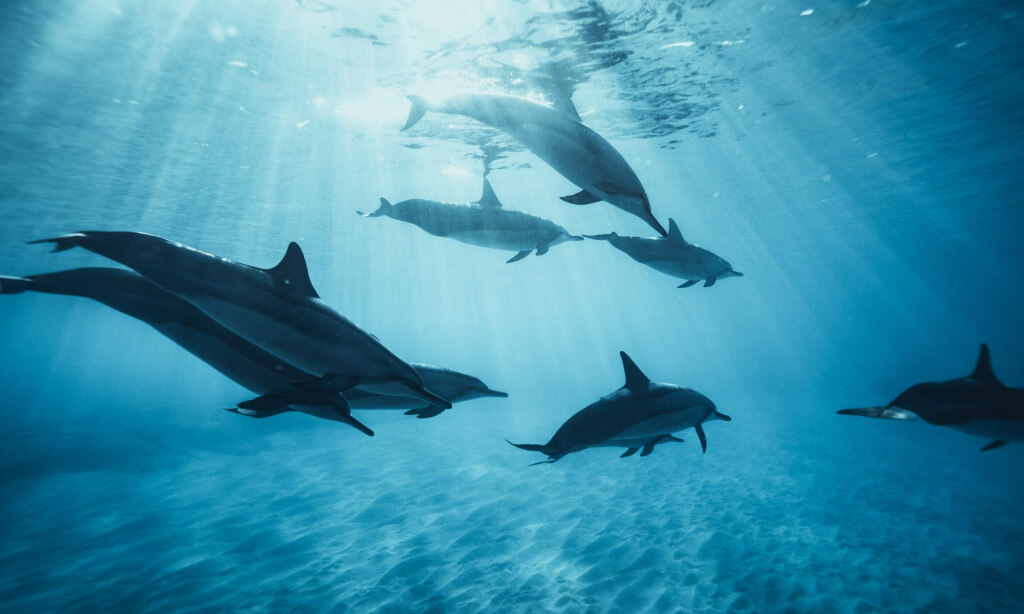 Delfinles és Lobos szigete