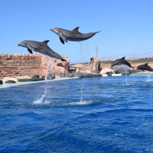 Rancho Texas Park - Ismerkedés delfinekkel, fókákkal