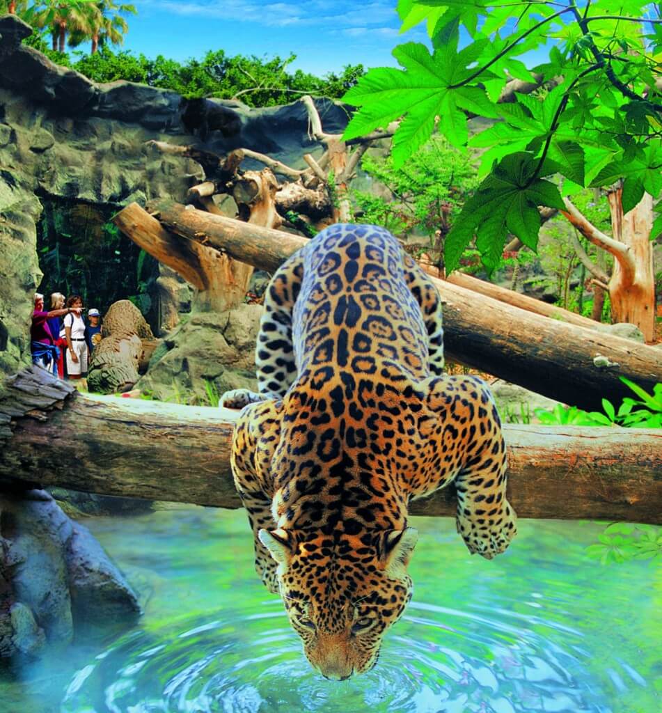 Loro Parque-Tenerife - Image 3
