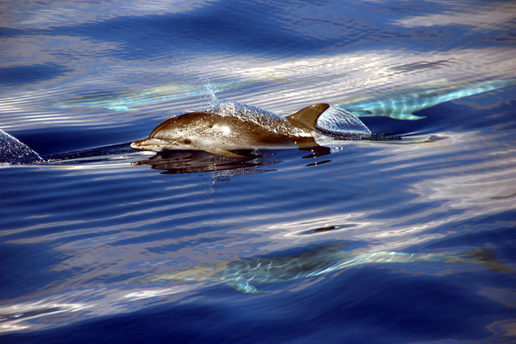 Mini delfinles - Image 3