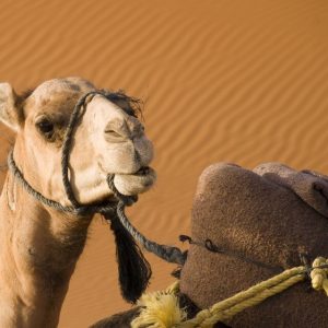 Tevegelés Maspalomas dűnéi között (30 perc)