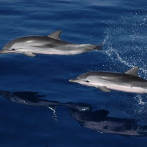 Hajókirándulás és delfinles katamaránnal