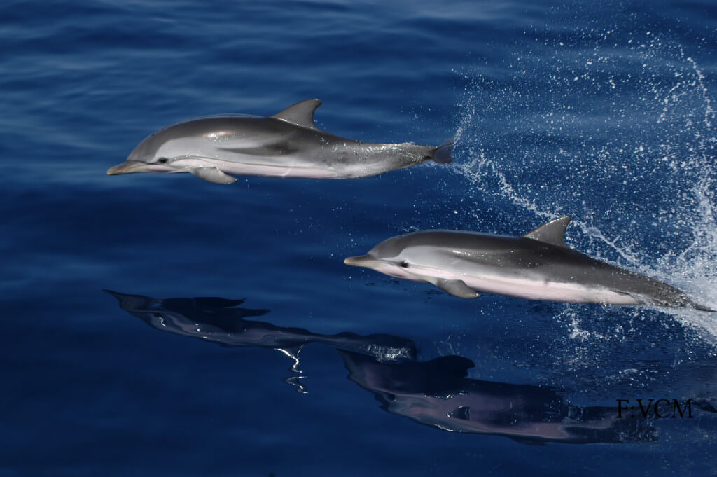 Hajókirándulás és delfinles katamaránnal